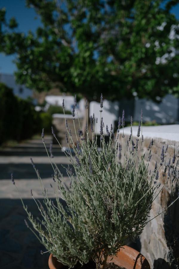 Indigo Studios Livadi (Serifos) Exterior foto